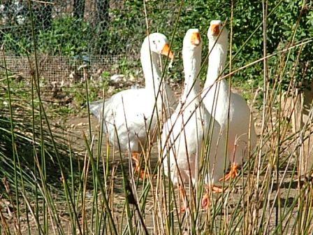 Avifauna humor